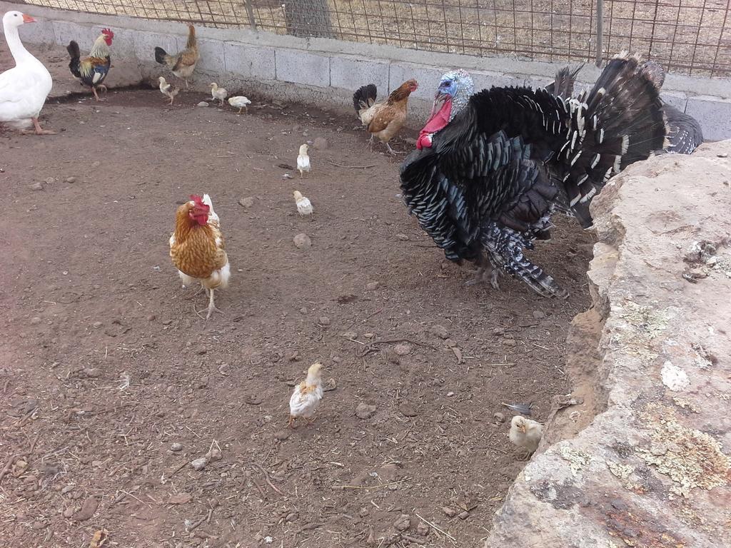 Agriturismo Pentuma Chiaramonti Εξωτερικό φωτογραφία