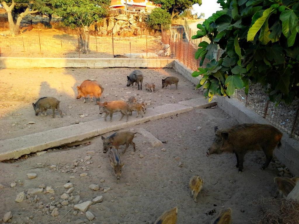 Agriturismo Pentuma Chiaramonti Εξωτερικό φωτογραφία