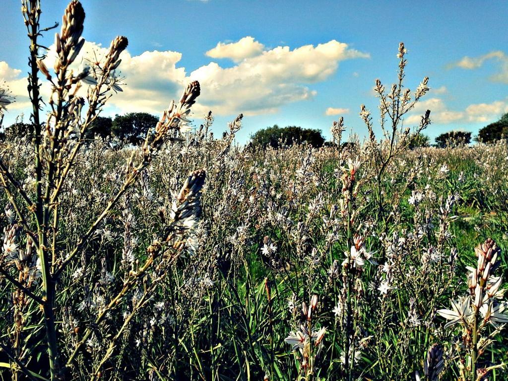 Agriturismo Pentuma Chiaramonti Εξωτερικό φωτογραφία