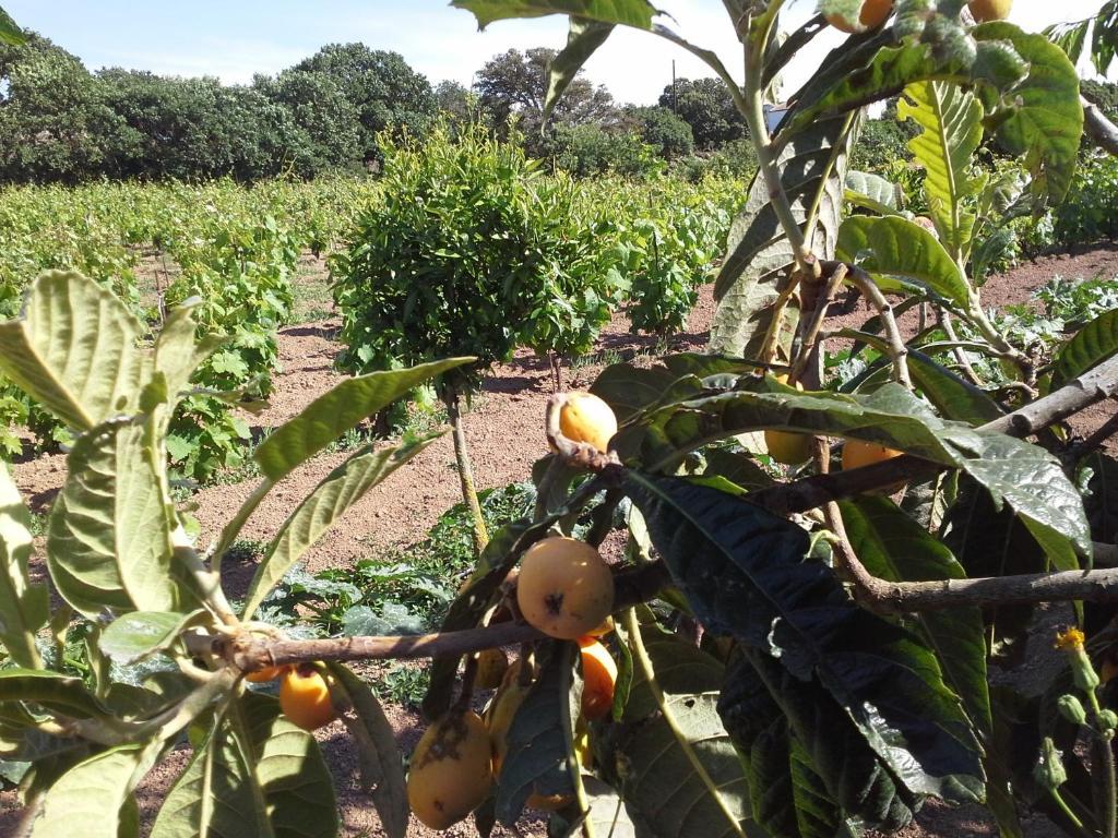 Agriturismo Pentuma Chiaramonti Εξωτερικό φωτογραφία